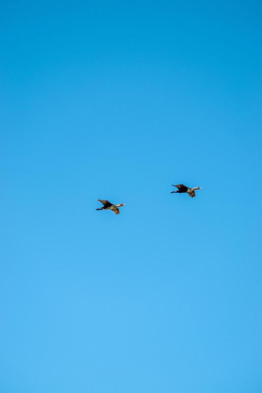 0 Bedroom Property for Sale in Moquini Coastal Estate Western Cape